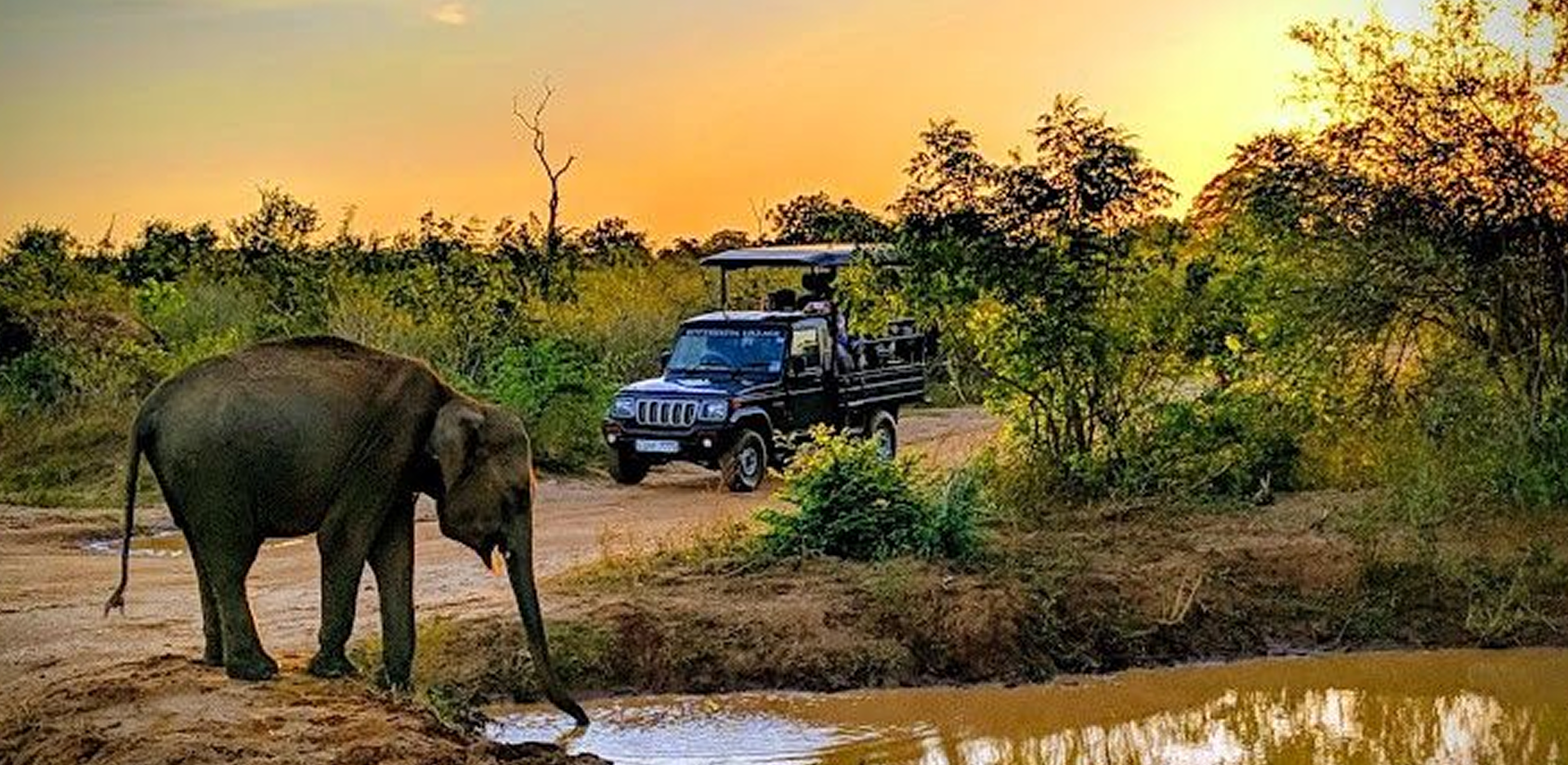 1-Day Udawalawe Safari Tour